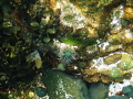   Pink tipped anemone Puget Sound WA  
